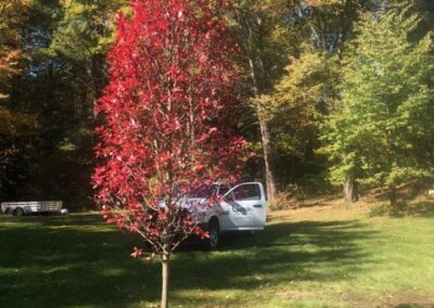 Tree Planting in Merrimack, NH.