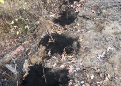 Garden Maintenance and Garden Installation in Merrimack, NH. Our Merrimack, NH client had us pull out honeysuckle bushes and bittersweet with the Dingo. We then planted 25 Staghorn and 25 Low Grow Sumac along a riverbank. Each hole had 3 shovels of compost.