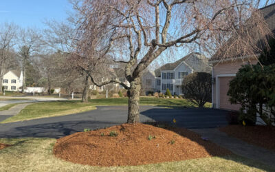 🌿 Garden Maintenance and Design in Westford, MA