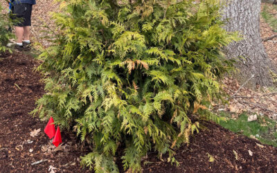 Shrub Planting and Maintenance in Nashua, NH