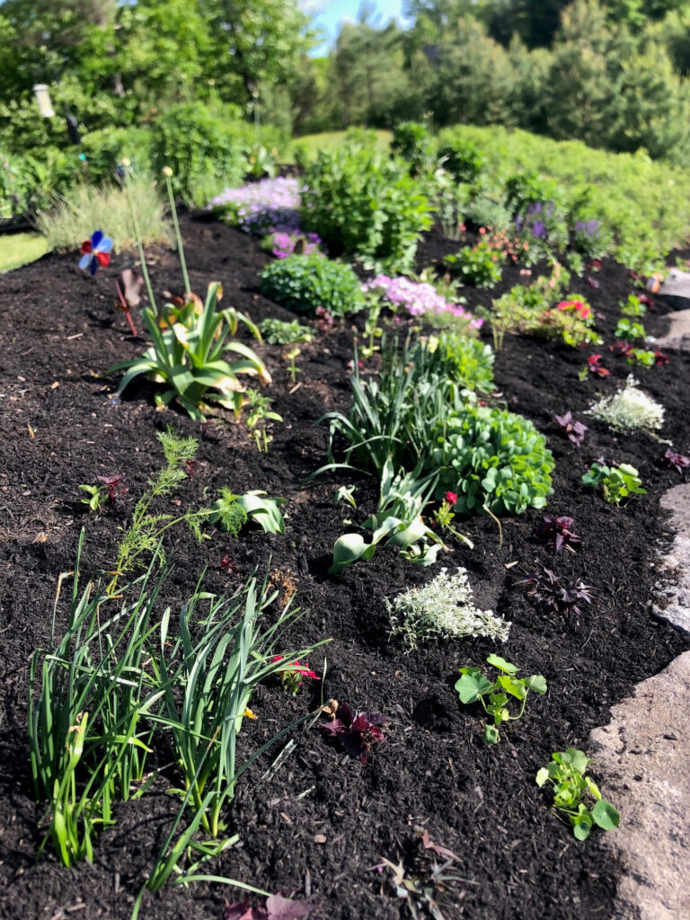 At our 6-year-old North Conway, NH gardens we added 15 annuals, 30 perennials, and 4 yards of black mulch. It took 2 gentlemen 8 hours to complete the renovations.