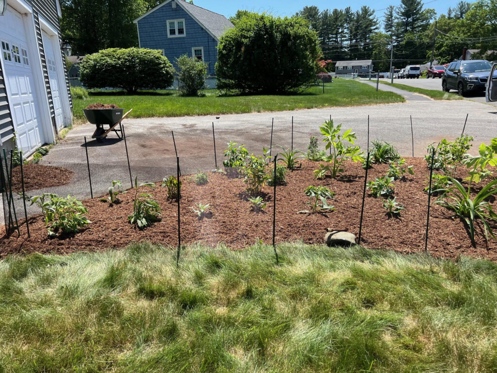 We were called in to see if this old garden in Billerica, MA with bittersweet could be saved. I said the best bet is to dig everything up and go down 8” deep. The Dingo made short work of removing the 7 yards of soil and then replacing it. The new 30 summer focused flowering perennials made the bunnies mad because the fence will keep them out!! This garden took 6 hours to complete.