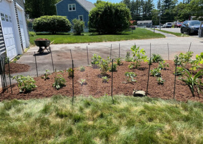 We were called in to see if this old garden in Billerica, MA with bittersweet could be saved. I said the best bet is to dig everything up and go down 8” deep. The Dingo made short work of removing the 7 yards of soil and then replacing it. The new 30 summer focused flowering perennials made the bunnies mad because the fence will keep them out!! This garden took 6 hours to complete.