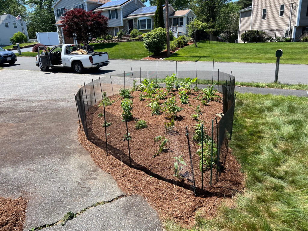 We were called in to see if this old garden in Billerica, MA with bittersweet could be saved. I said the best bet is to dig everything up and go down 8” deep. The Dingo made short work of removing the 7 yards of soil and then replacing it. The new 30 summer focused flowering perennials made the bunnies mad because the fence will keep them out!! This garden took 6 hours to complete.