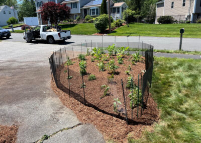 We were called in to see if this old garden in Billerica, MA with bittersweet could be saved. I said the best bet is to dig everything up and go down 8” deep. The Dingo made short work of removing the 7 yards of soil and then replacing it. The new 30 summer focused flowering perennials made the bunnies mad because the fence will keep them out!! This garden took 6 hours to complete.