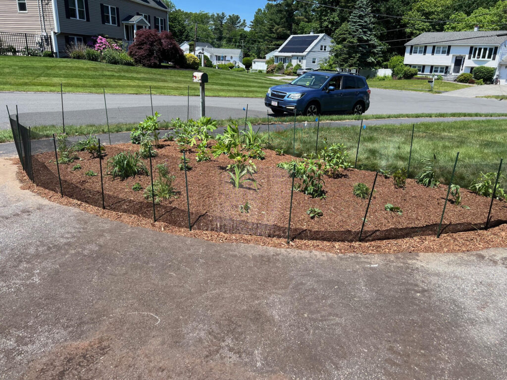 We were called in to see if this old garden in Billerica, MA with bittersweet could be saved. I said the best bet is to dig everything up and go down 8” deep. The Dingo made short work of removing the 7 yards of soil and then replacing it. The new 30 summer focused flowering perennials made the bunnies mad because the fence will keep them out!! This garden took 6 hours to complete.