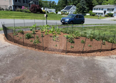 We were called in to see if this old garden in Billerica, MA with bittersweet could be saved. I said the best bet is to dig everything up and go down 8” deep. The Dingo made short work of removing the 7 yards of soil and then replacing it. The new 30 summer focused flowering perennials made the bunnies mad because the fence will keep them out!! This garden took 6 hours to complete.