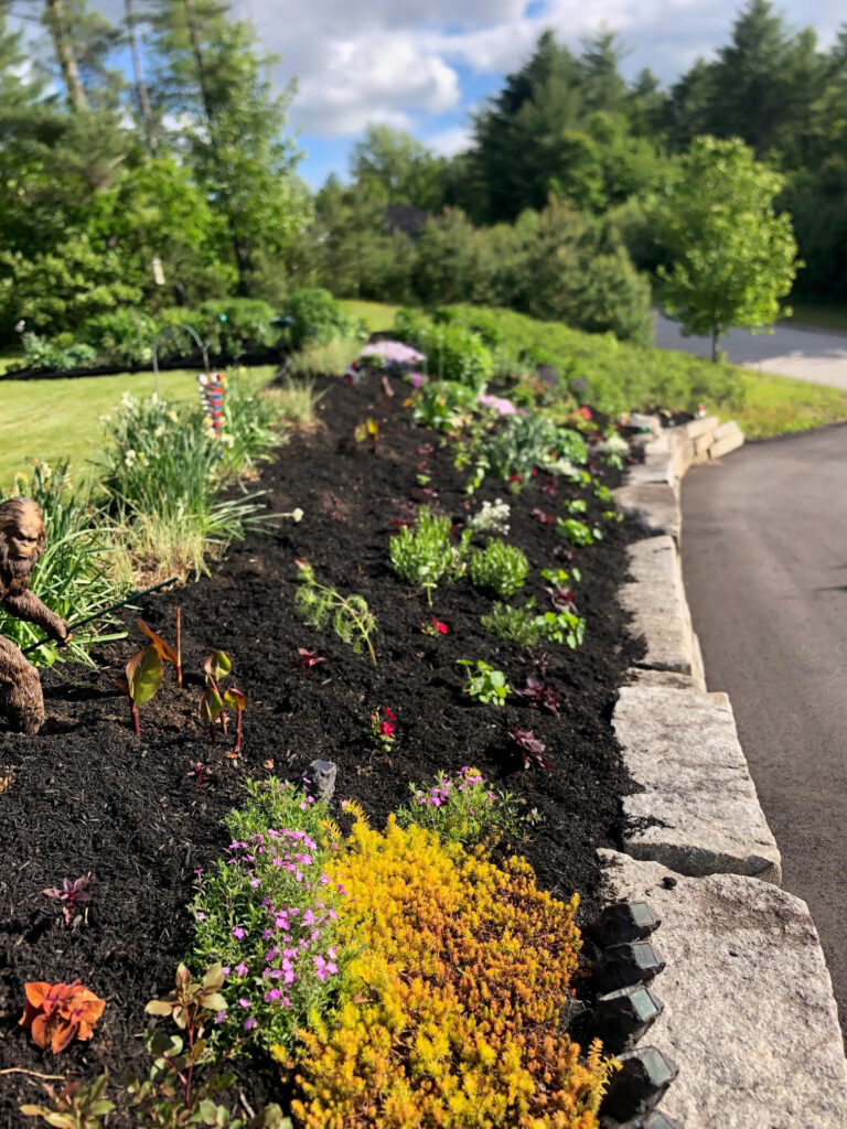 At our 6-year-old North Conway, NH gardens we added 15 annuals, 30 perennials, and 4 yards of black mulch. It took 2 gentlemen 8 hours to complete the renovations.