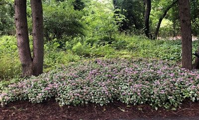 Garden Maintenance in Concord, MA.