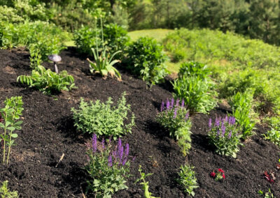 At our 6-year-old North Conway, NH gardens we added 15 annuals, 30 perennials, and 4 yards of black mulch. It took 2 gentlemen 8 hours to complete the renovations.
