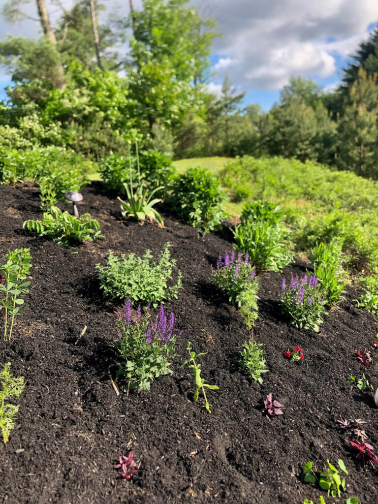At our 6-year-old North Conway, NH gardens we added 15 annuals, 30 perennials, and 4 yards of black mulch. It took 2 gentlemen 8 hours to complete the renovations.