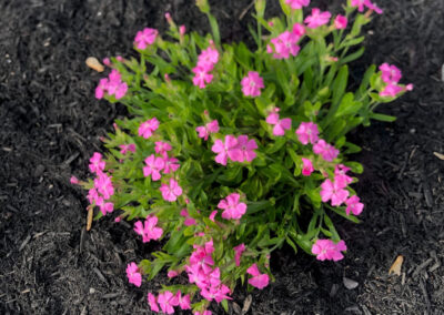 At our 6-year-old North Conway, NH gardens we added 15 annuals, 30 perennials, and 4 yards of black mulch. It took 2 gentlemen 8 hours to complete the renovations.