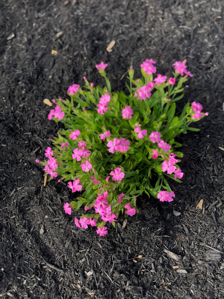 At our 6-year-old North Conway, NH gardens we added 15 annuals, 30 perennials, and 4 yards of black mulch. It took 2 gentlemen 8 hours to complete the renovations.