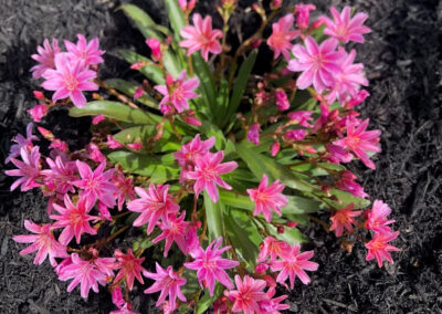 At our 6-year-old North Conway, NH gardens we added 15 annuals, 30 perennials, and 4 yards of black mulch. It took 2 gentlemen 8 hours to complete the renovations.