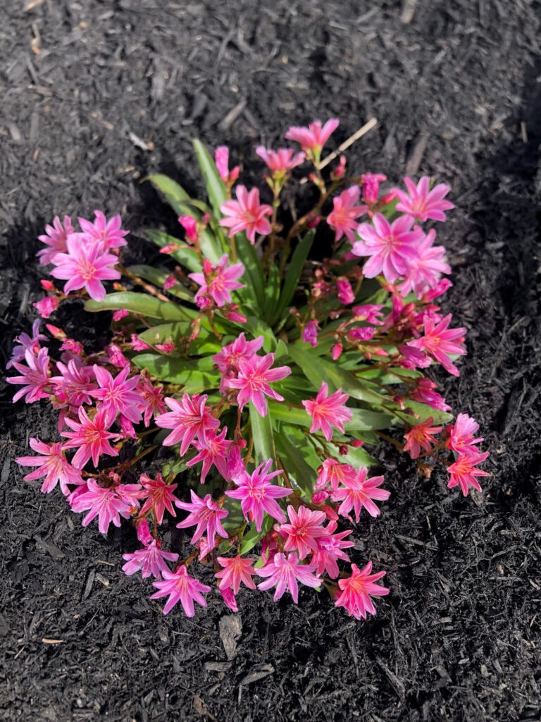 At our 6-year-old North Conway, NH gardens we added 15 annuals, 30 perennials, and 4 yards of black mulch. It took 2 gentlemen 8 hours to complete the renovations.