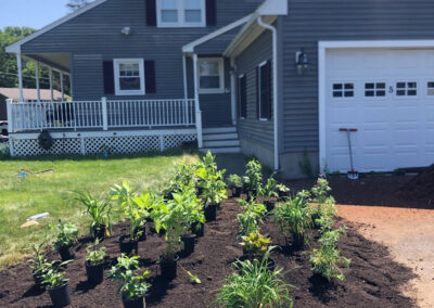 We were called in to see if this old garden in Billerica, MA with bittersweet could be saved. I said the best bet is to dig everything up and go down 8” deep. The Dingo made short work of removing the 7 yards of soil and then replacing it. The new 30 summer focused flowering perennials made the bunnies mad because the fence will keep them out!! This garden took 6 hours to complete.