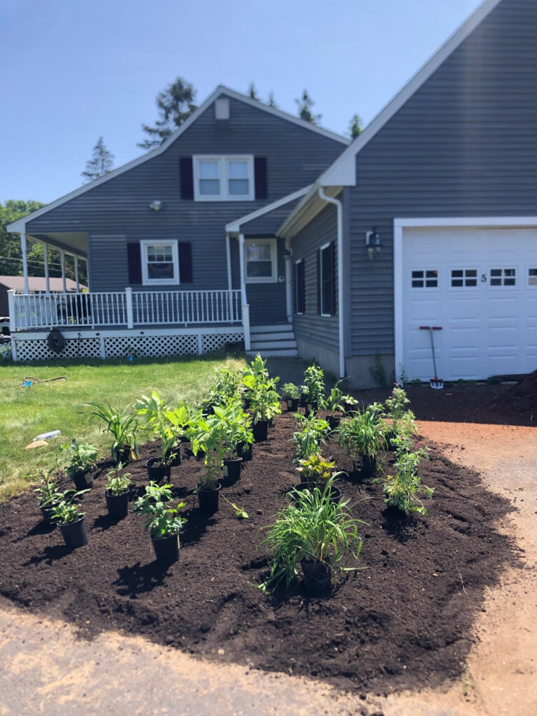 We were called in to see if this old garden in Billerica, MA with bittersweet could be saved. I said the best bet is to dig everything up and go down 8” deep. The Dingo made short work of removing the 7 yards of soil and then replacing it. The new 30 summer focused flowering perennials made the bunnies mad because the fence will keep them out!! This garden took 6 hours to complete.