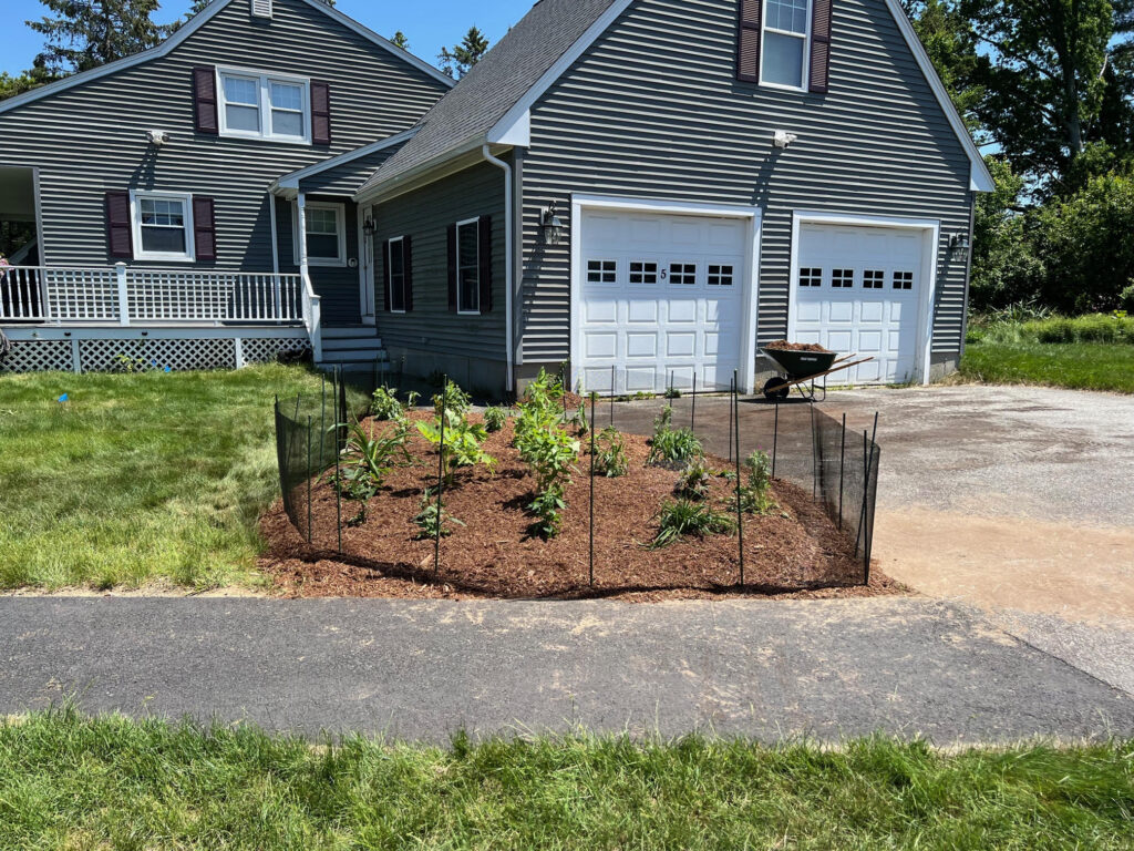 We were called in to see if this old garden in Billerica, MA with bittersweet could be saved. I said the best bet is to dig everything up and go down 8” deep. The Dingo made short work of removing the 7 yards of soil and then replacing it. The new 30 summer focused flowering perennials made the bunnies mad because the fence will keep them out!! This garden took 6 hours to complete.