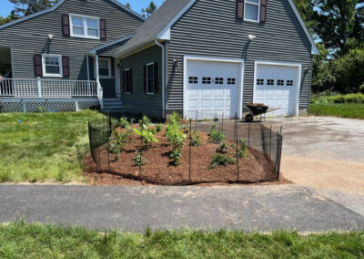 We were called in to see if this old garden in Billerica, MA with bittersweet could be saved. I said the best bet is to dig everything up and go down 8” deep. The Dingo made short work of removing the 7 yards of soil and then replacing it. The new 30 summer focused flowering perennials made the bunnies mad because the fence will keep them out!! This garden took 6 hours to complete.