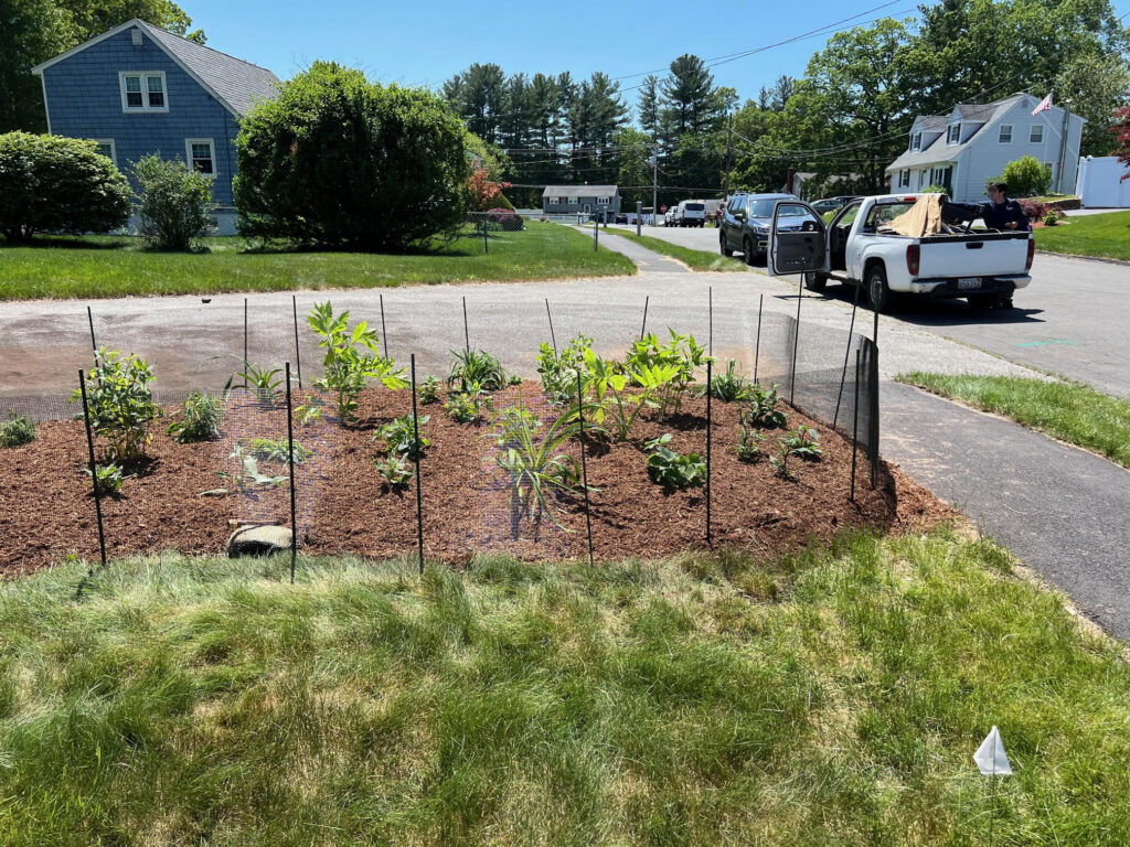 We were called in to see if this old garden in Billerica, MA with bittersweet could be saved. I said the best bet is to dig everything up and go down 8” deep. The Dingo made short work of removing the 7 yards of soil and then replacing it. The new 30 summer focused flowering perennials made the bunnies mad because the fence will keep them out!! This garden took 6 hours to complete.