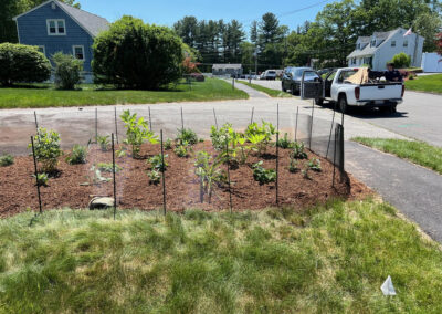 We were called in to see if this old garden in Billerica, MA with bittersweet could be saved. I said the best bet is to dig everything up and go down 8” deep. The Dingo made short work of removing the 7 yards of soil and then replacing it. The new 30 summer focused flowering perennials made the bunnies mad because the fence will keep them out!! This garden took 6 hours to complete.