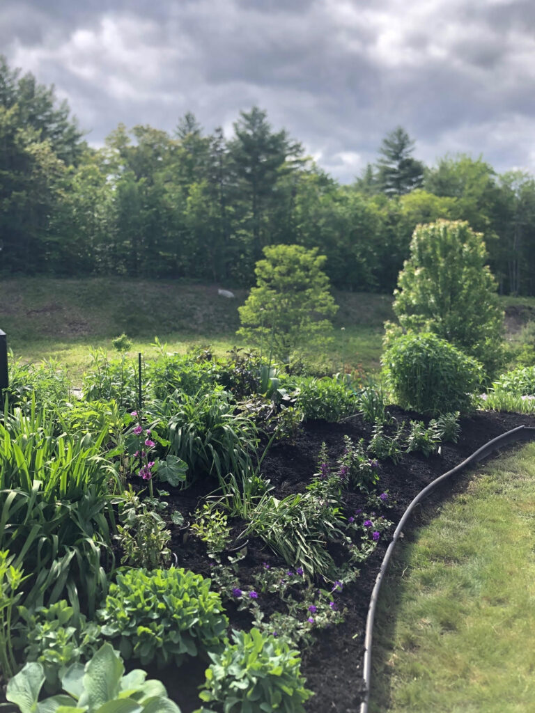 At our 6-year-old North Conway, NH gardens we added 15 annuals, 30 perennials, and 4 yards of black mulch. It took 2 gentlemen 8 hours to complete the renovations.
